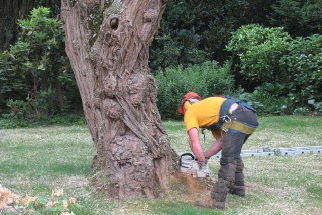 Bomen rooien